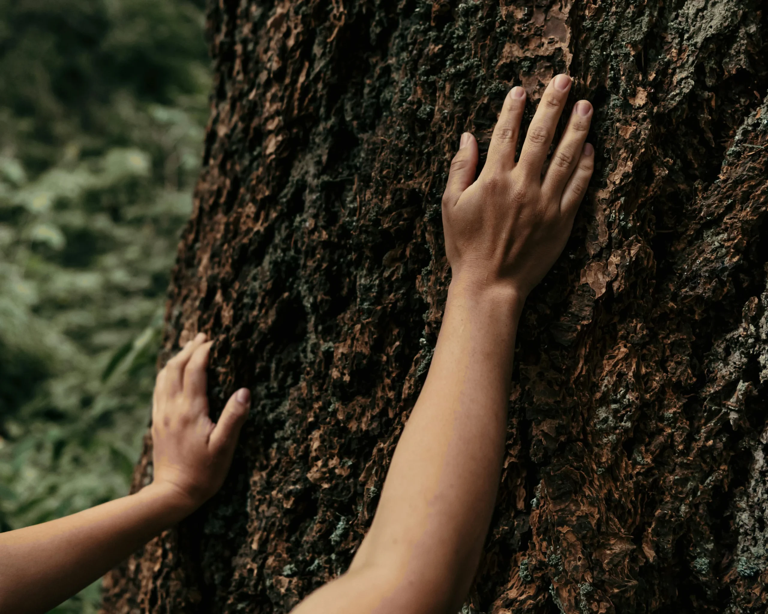 Image of hands touching a tree