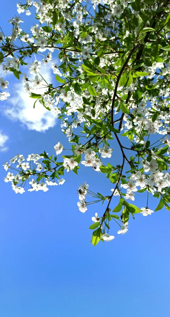 Tree blooms on blue sky